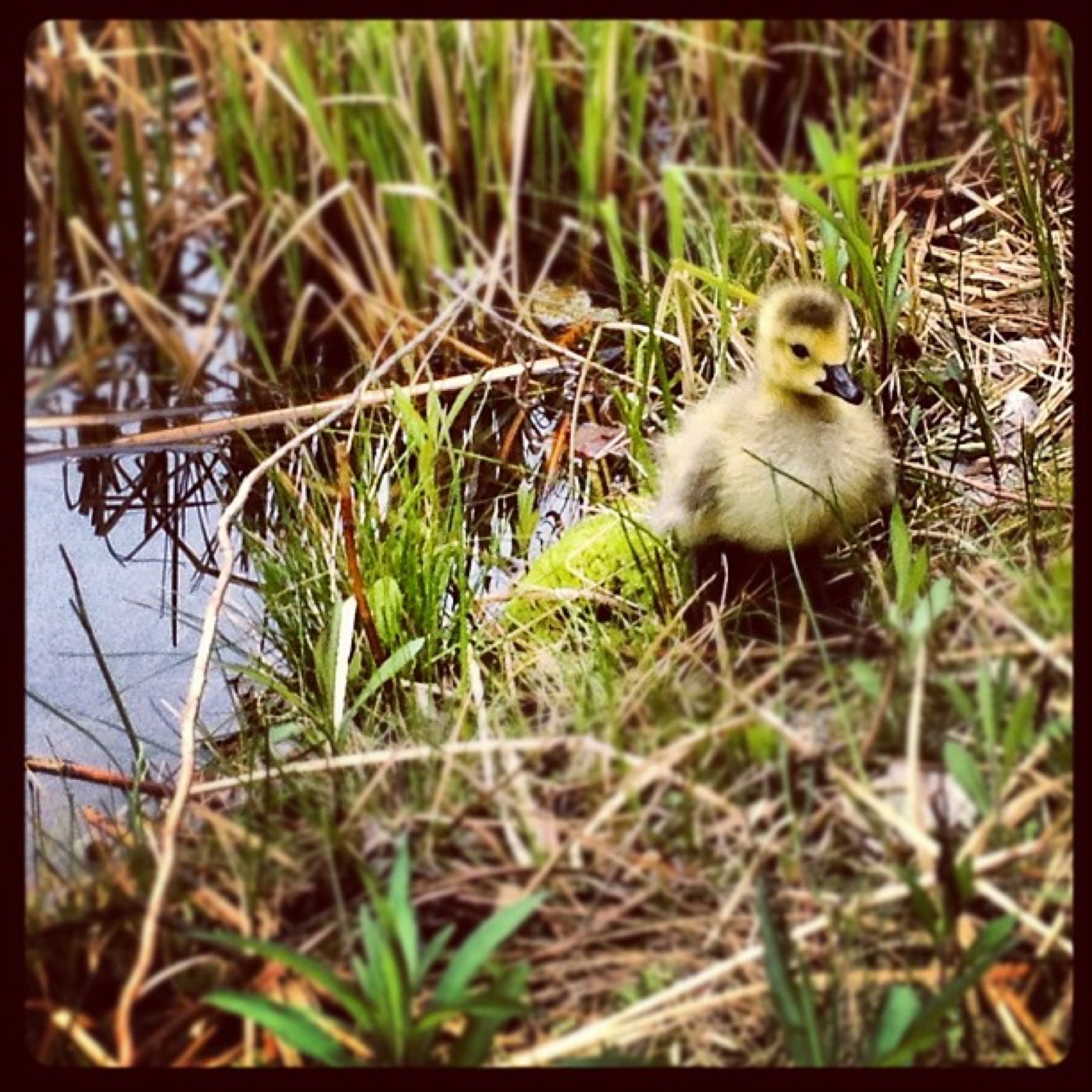 Gosling at the water's edge