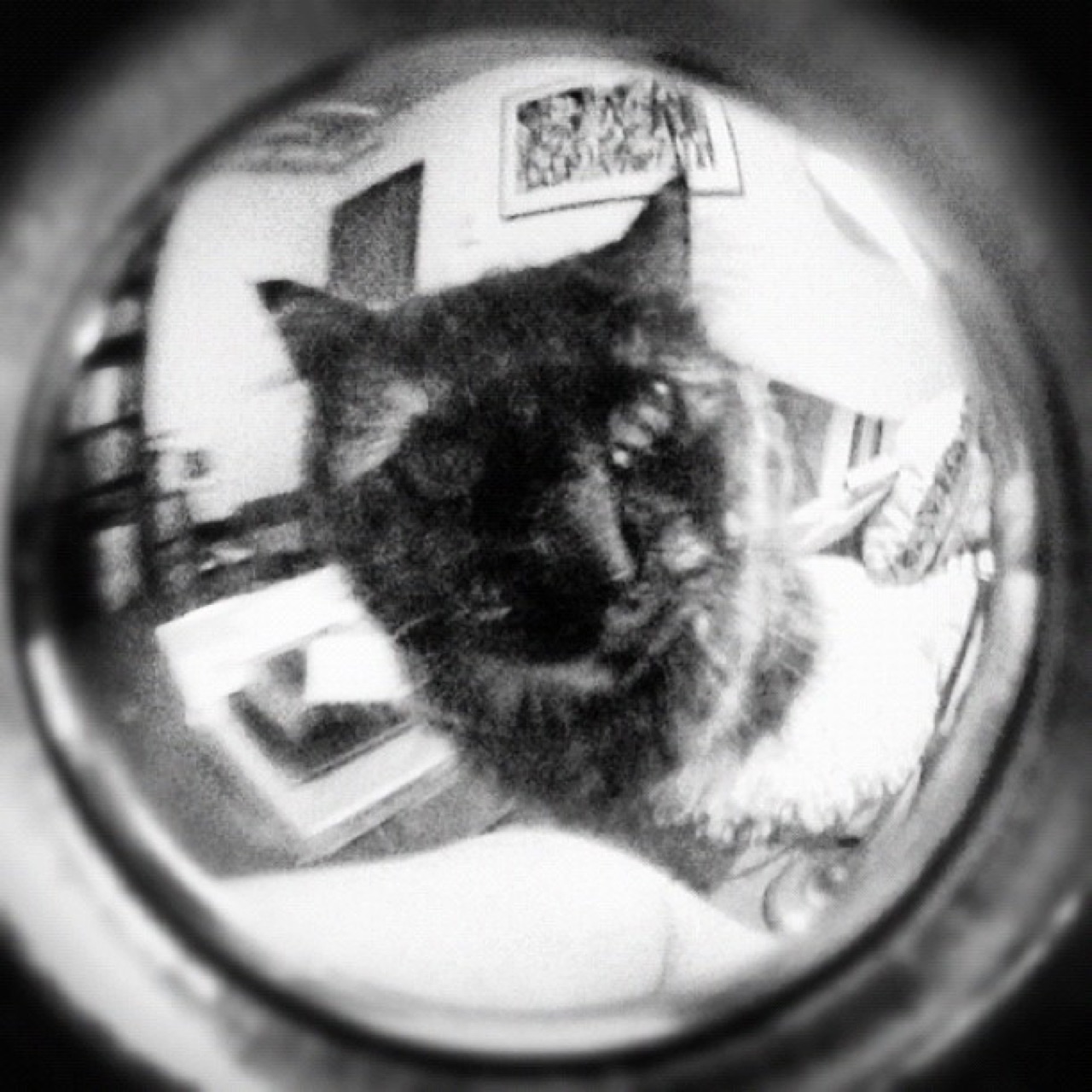 Cat through the fisheye lens