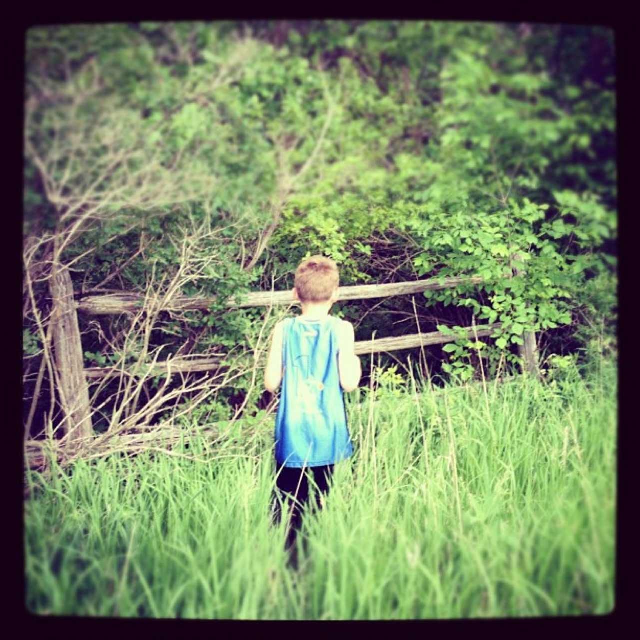 At the old split-rail fence