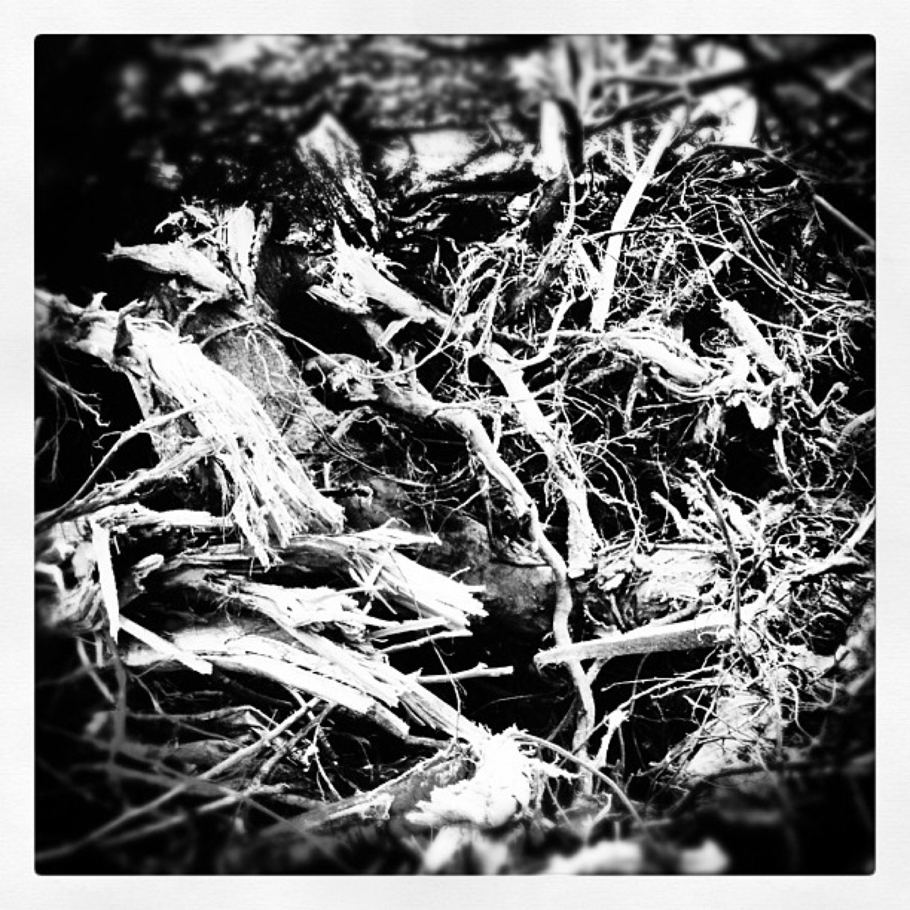 #gnarly #wood and #roots