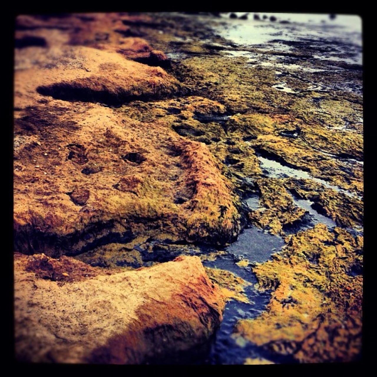 Algae and stone at the shoreline