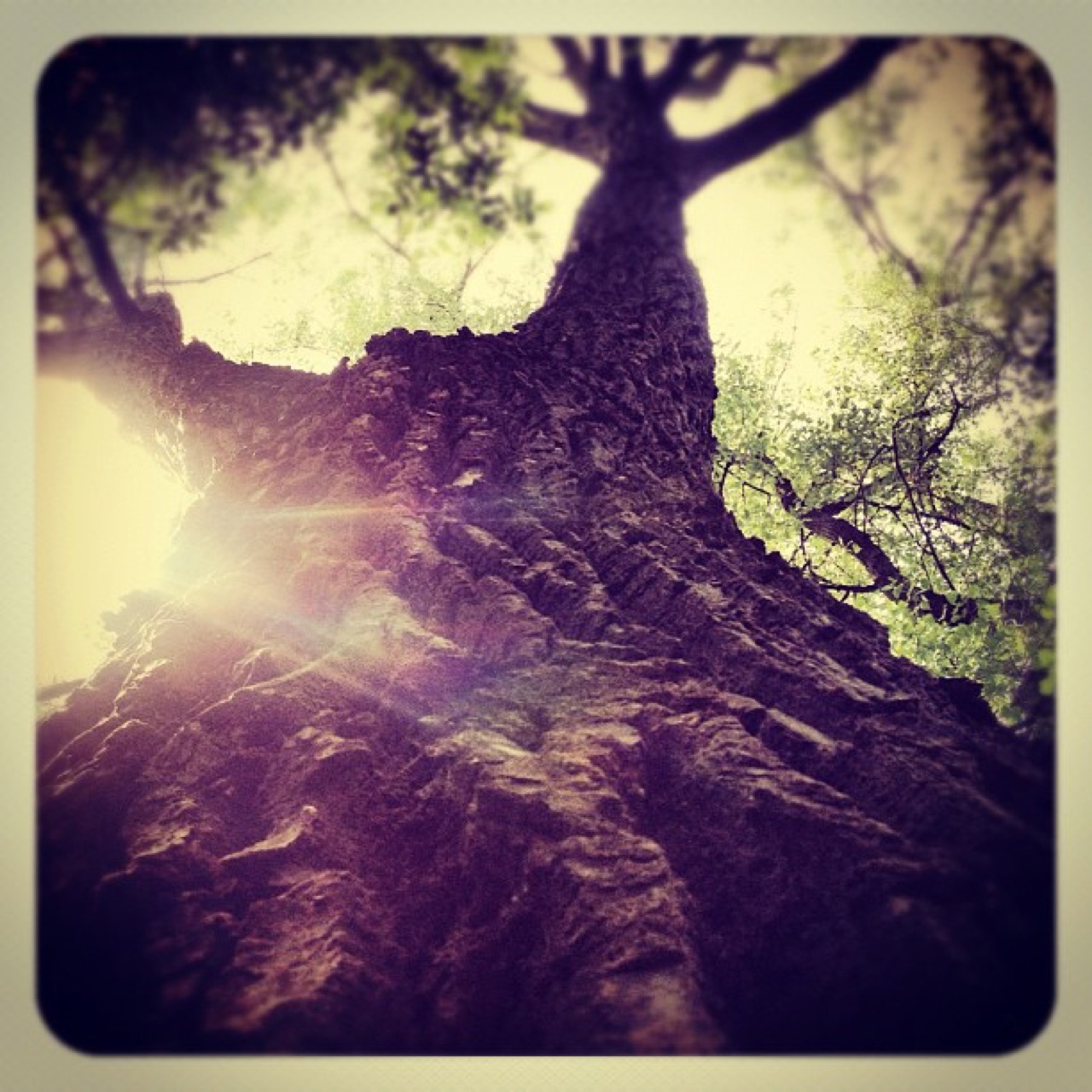 Looking up the trunk of an old tree