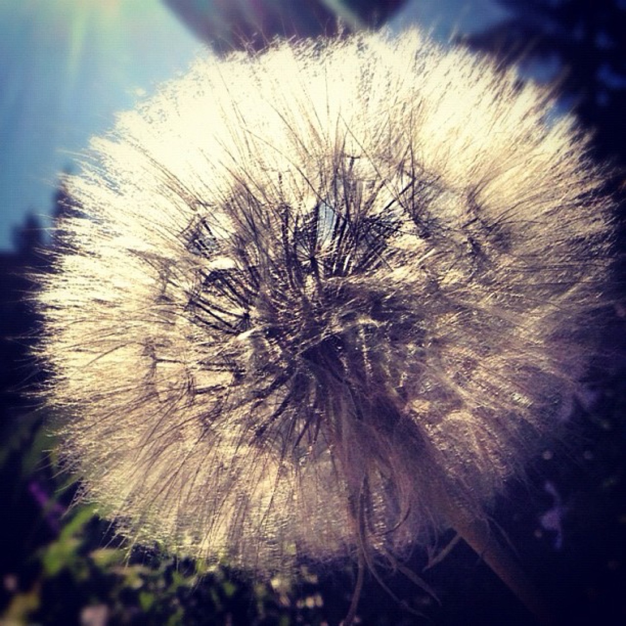 Seed head backlit by the sun