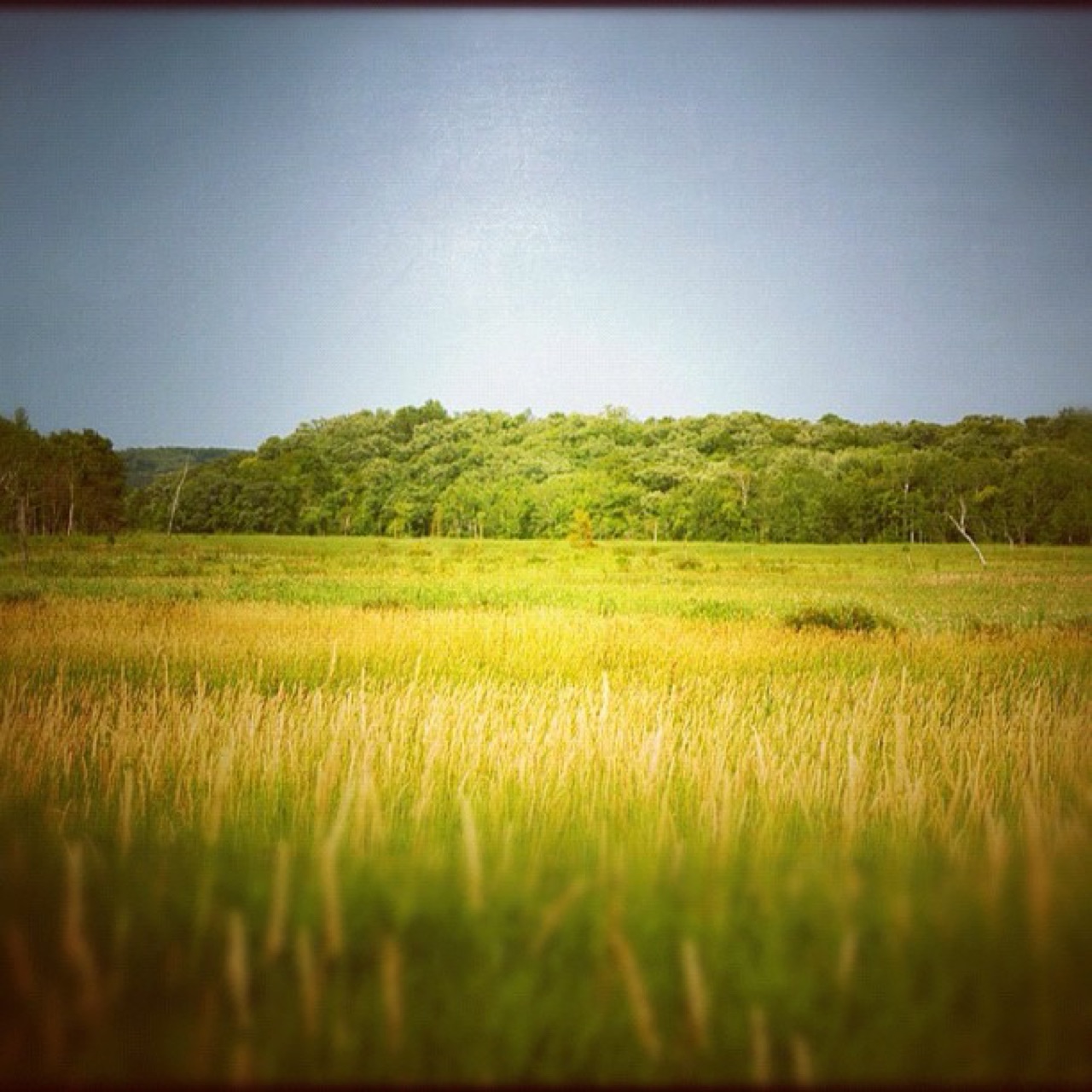 Sunlit meadow against a stormy sky