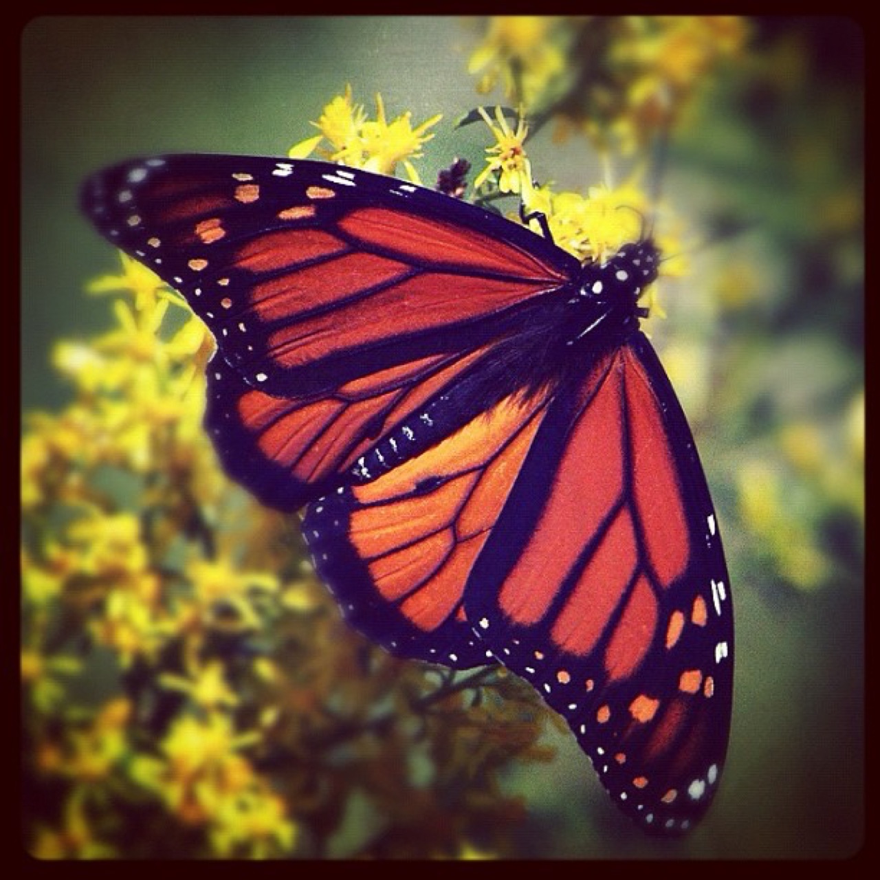 Monarch resting on goldenrod
