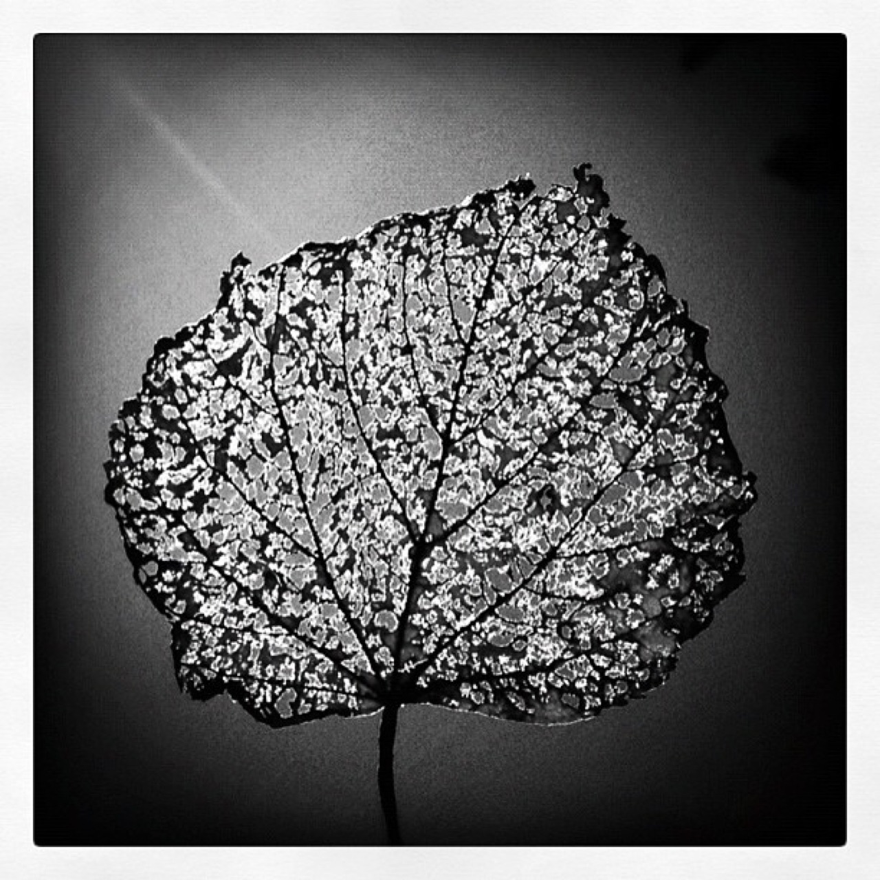 Skeleton of a leaf against the sky