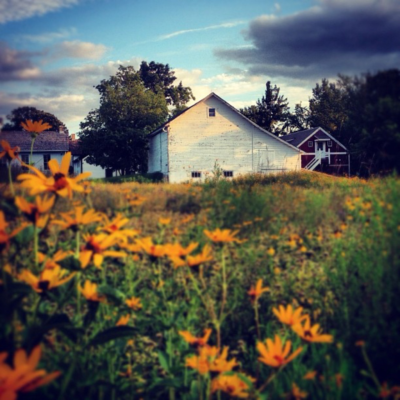 White barn behind a field of wildflowers