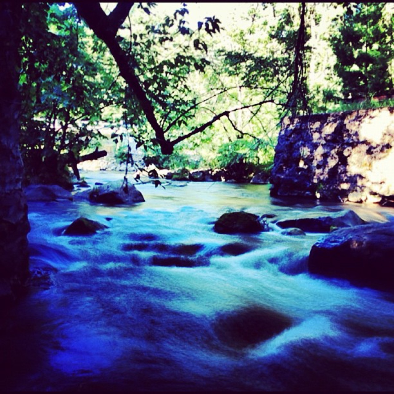 Creek rushing blue under the trees