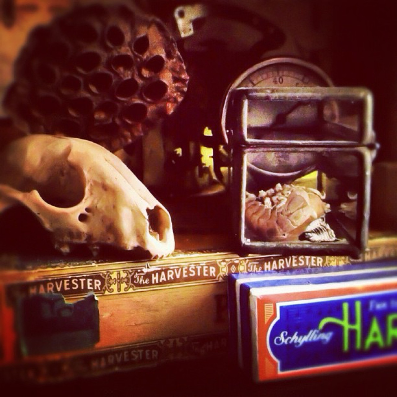 #wunderkammer
