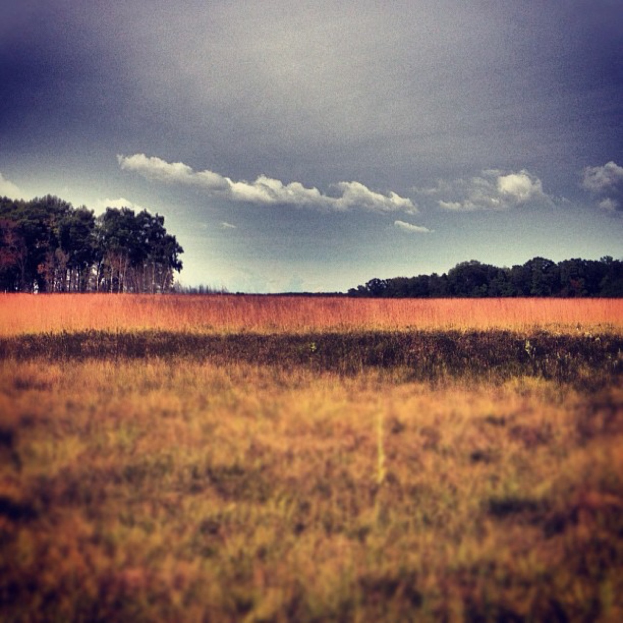 Band of red grass under a heavy sky