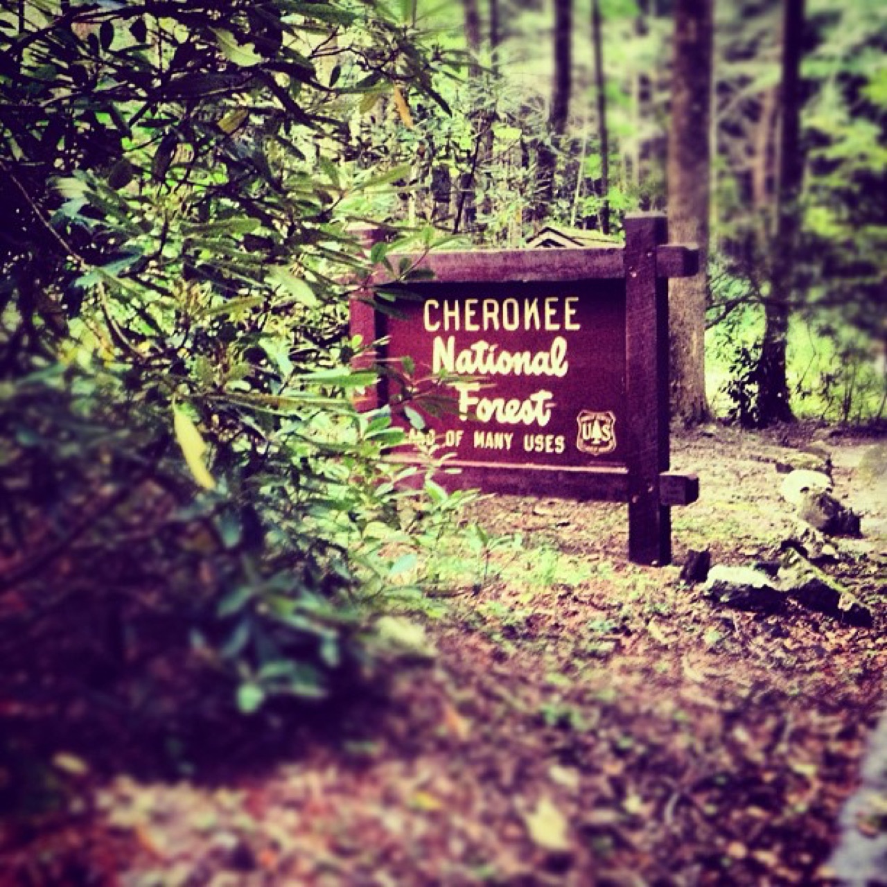 A wonderful little campground listening to hooting owls at night.
