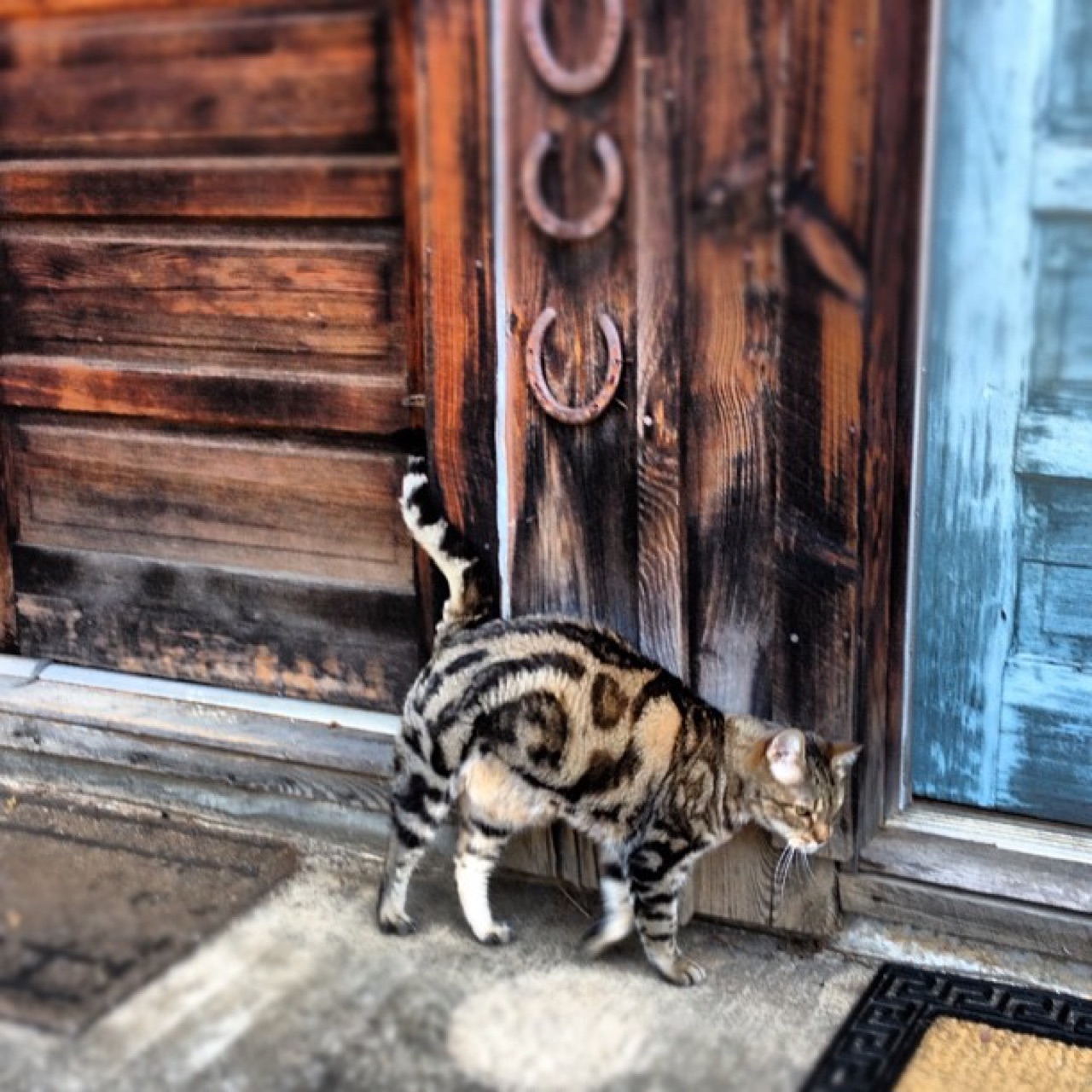 Tabby at a door hung with horseshoes