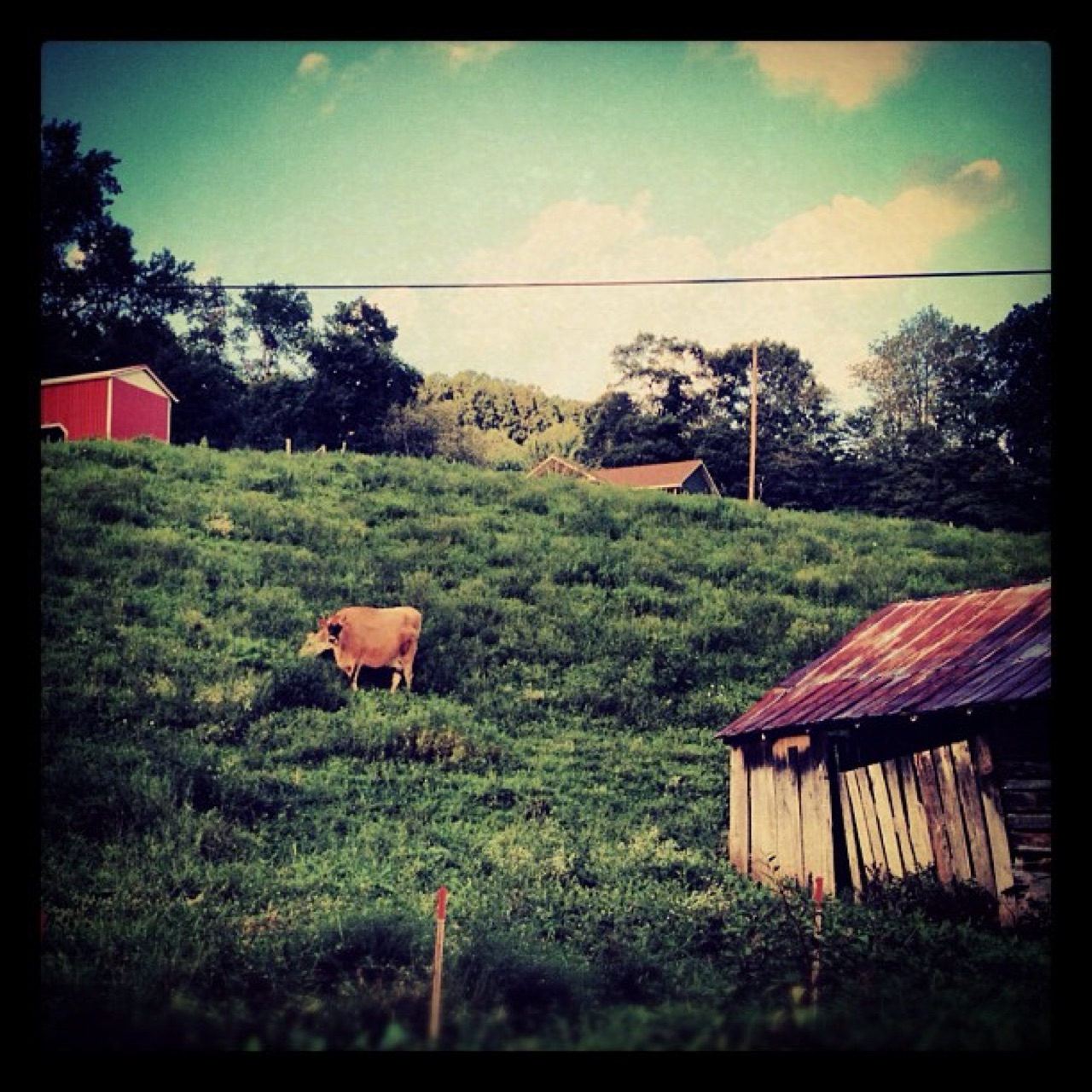 Lone cow on a hillside pasture