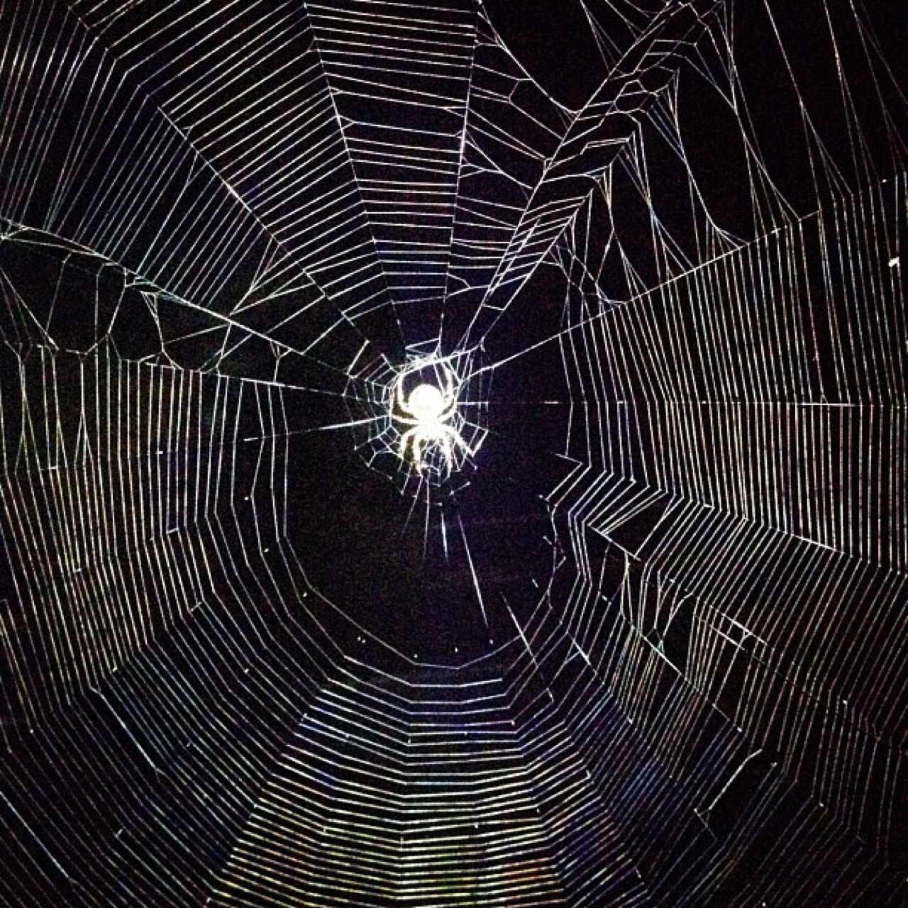 Very cool #spider #web