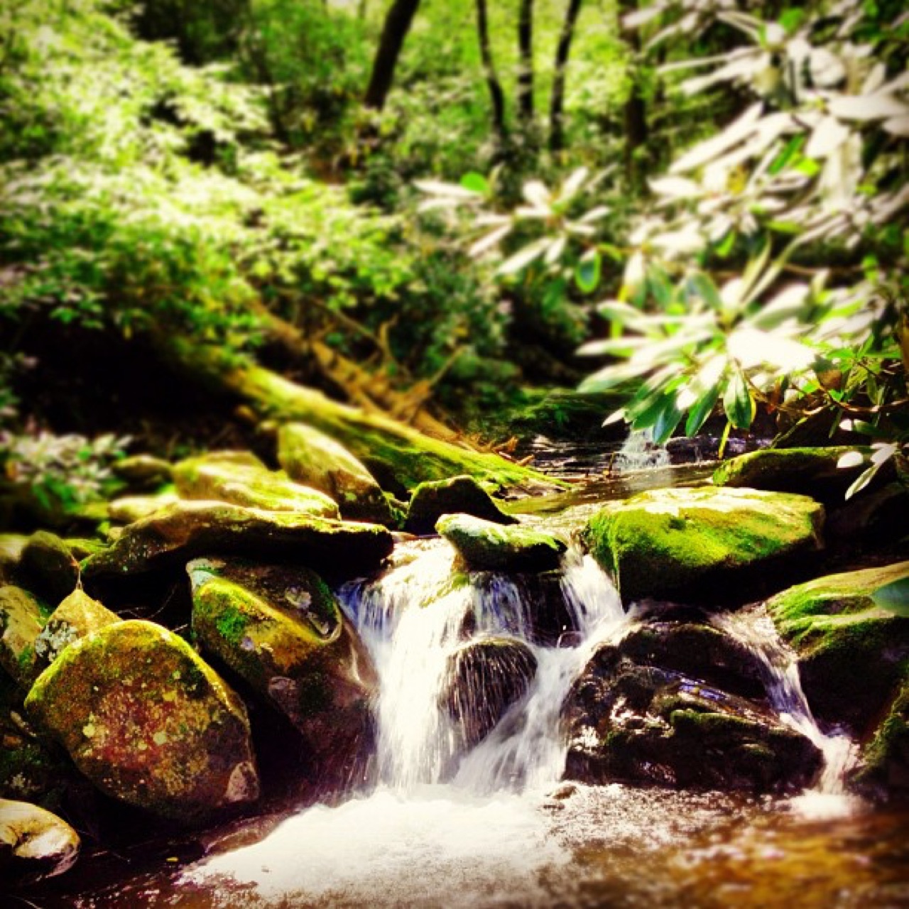 Small cascade over mossy stones