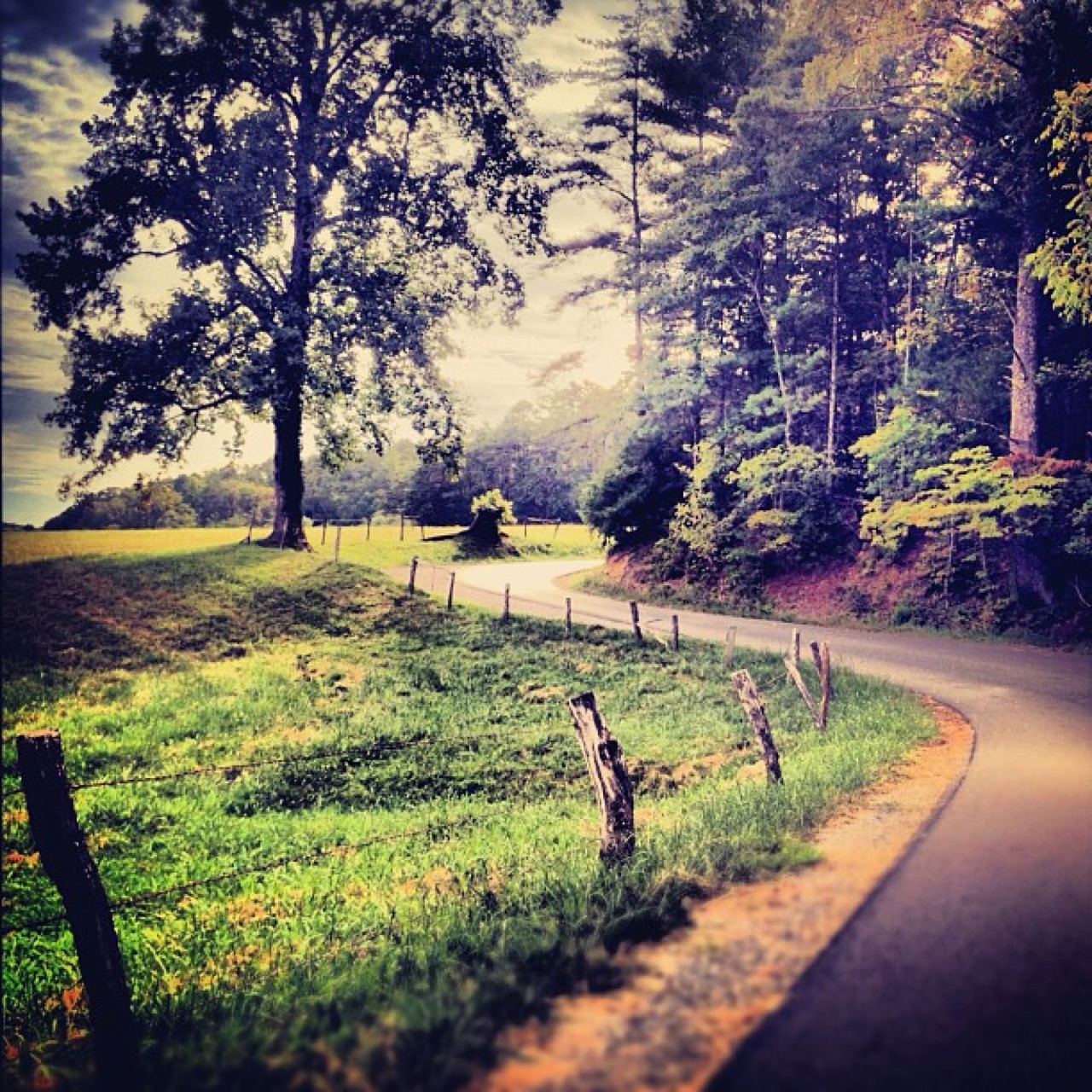 Fenced lane curving into the trees