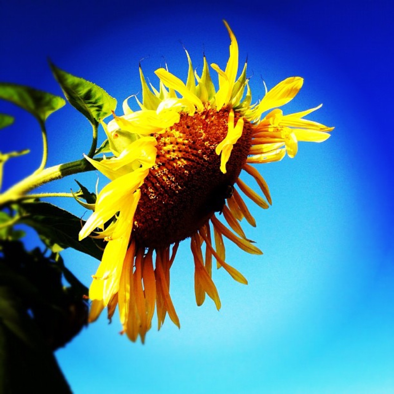 Sunflower against a deep blue sky