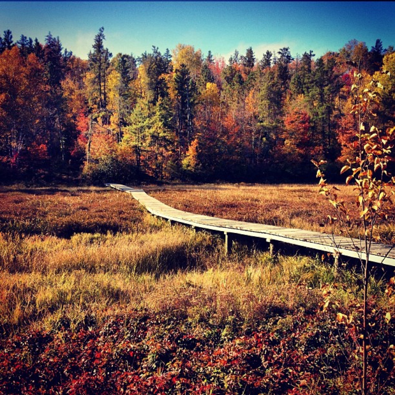 Boardwalk crossing an autumn bog