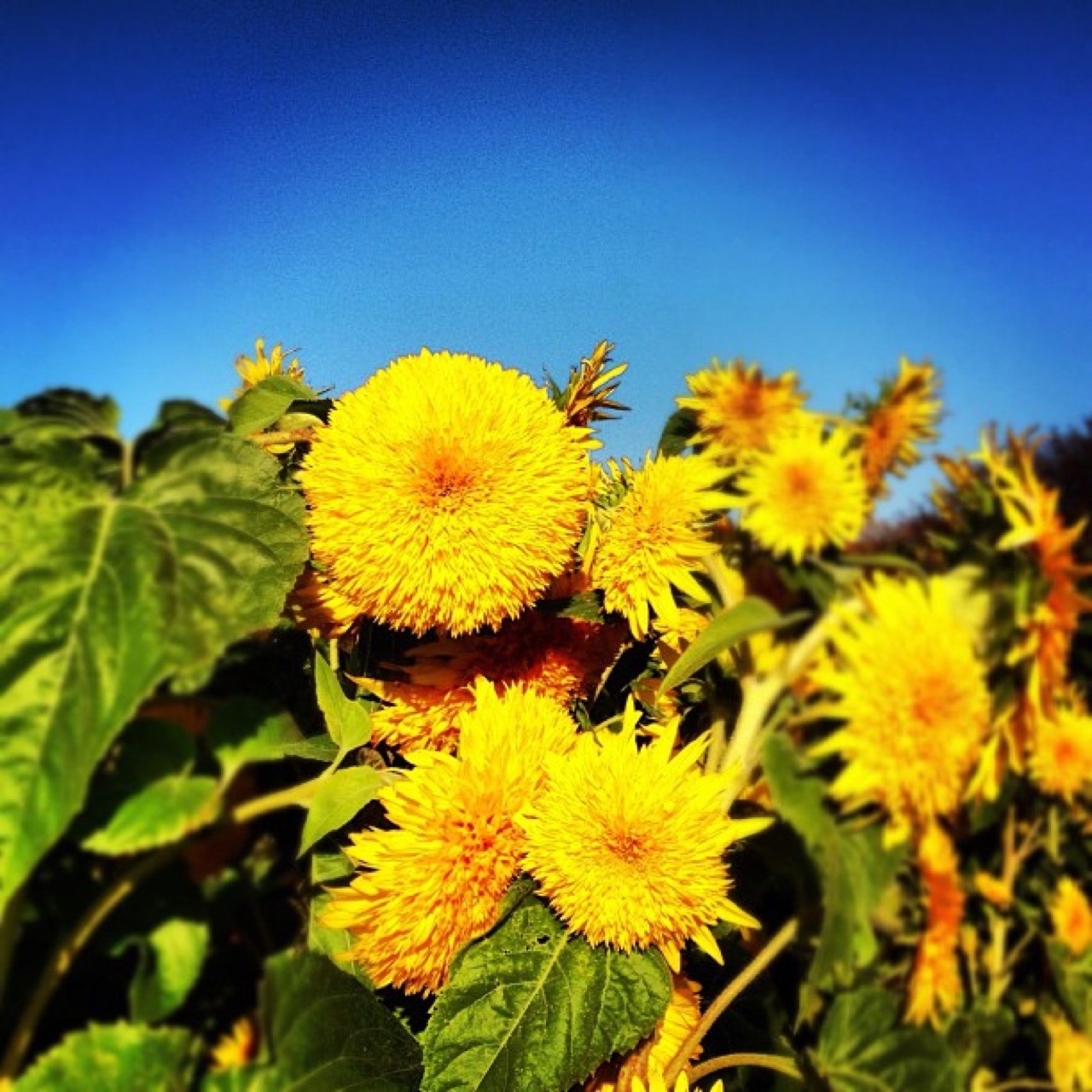 Shaggy double sunflowers in full sun