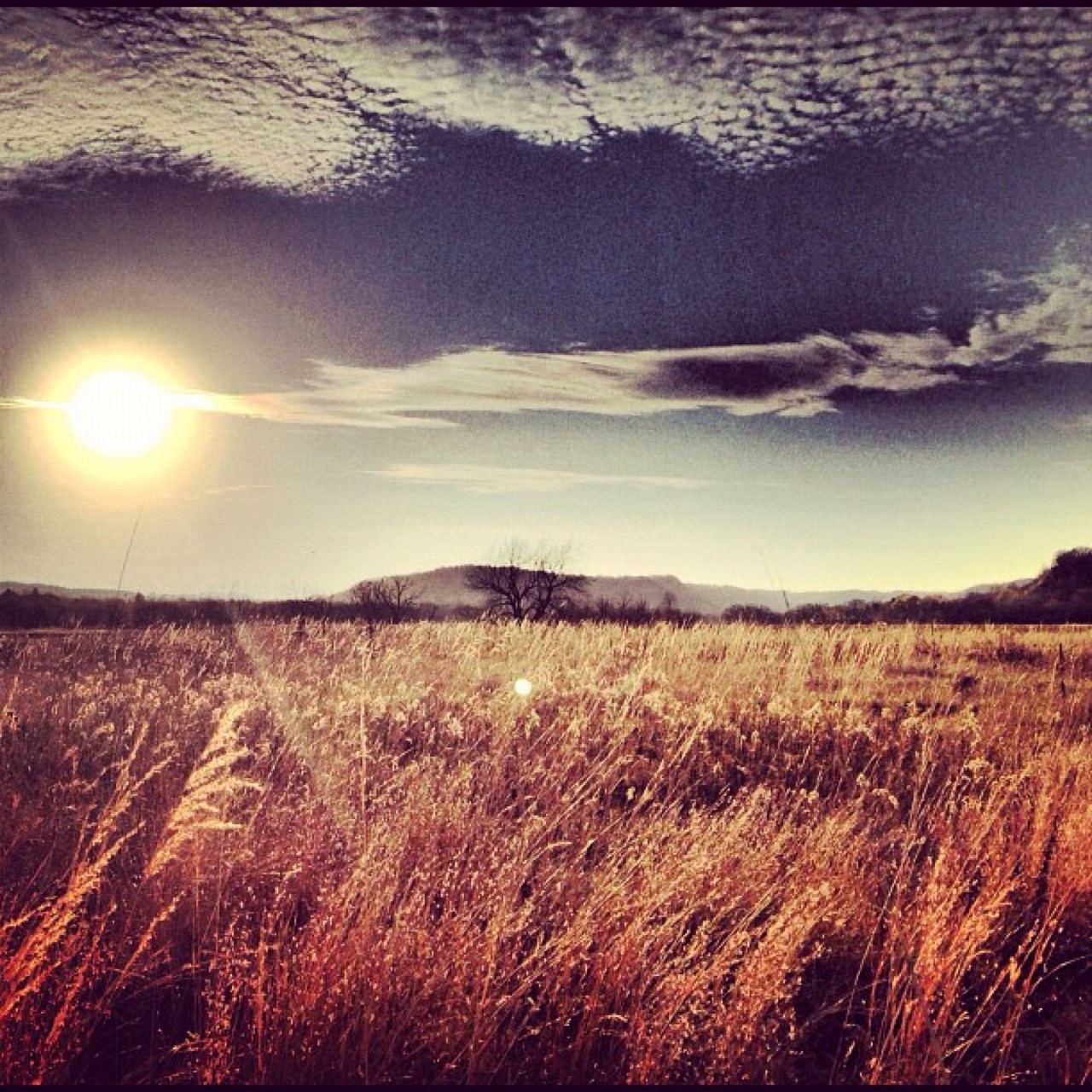 Low sun over tallgrass and bluffs
