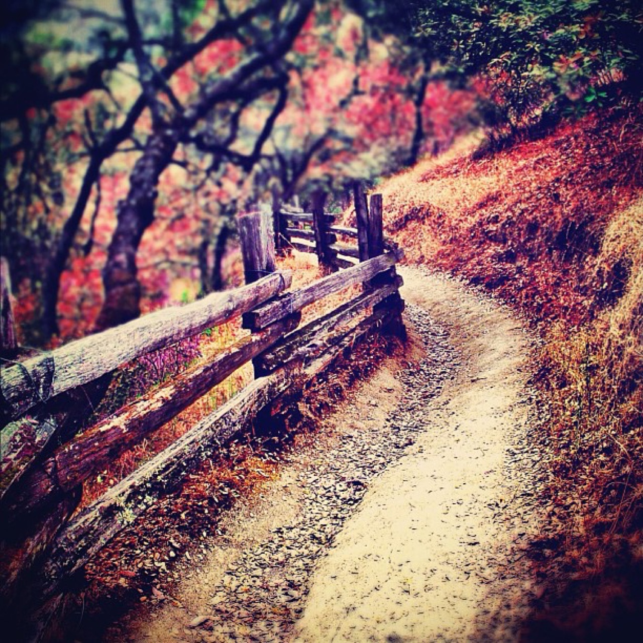 Split-rail fence along a hillside trail