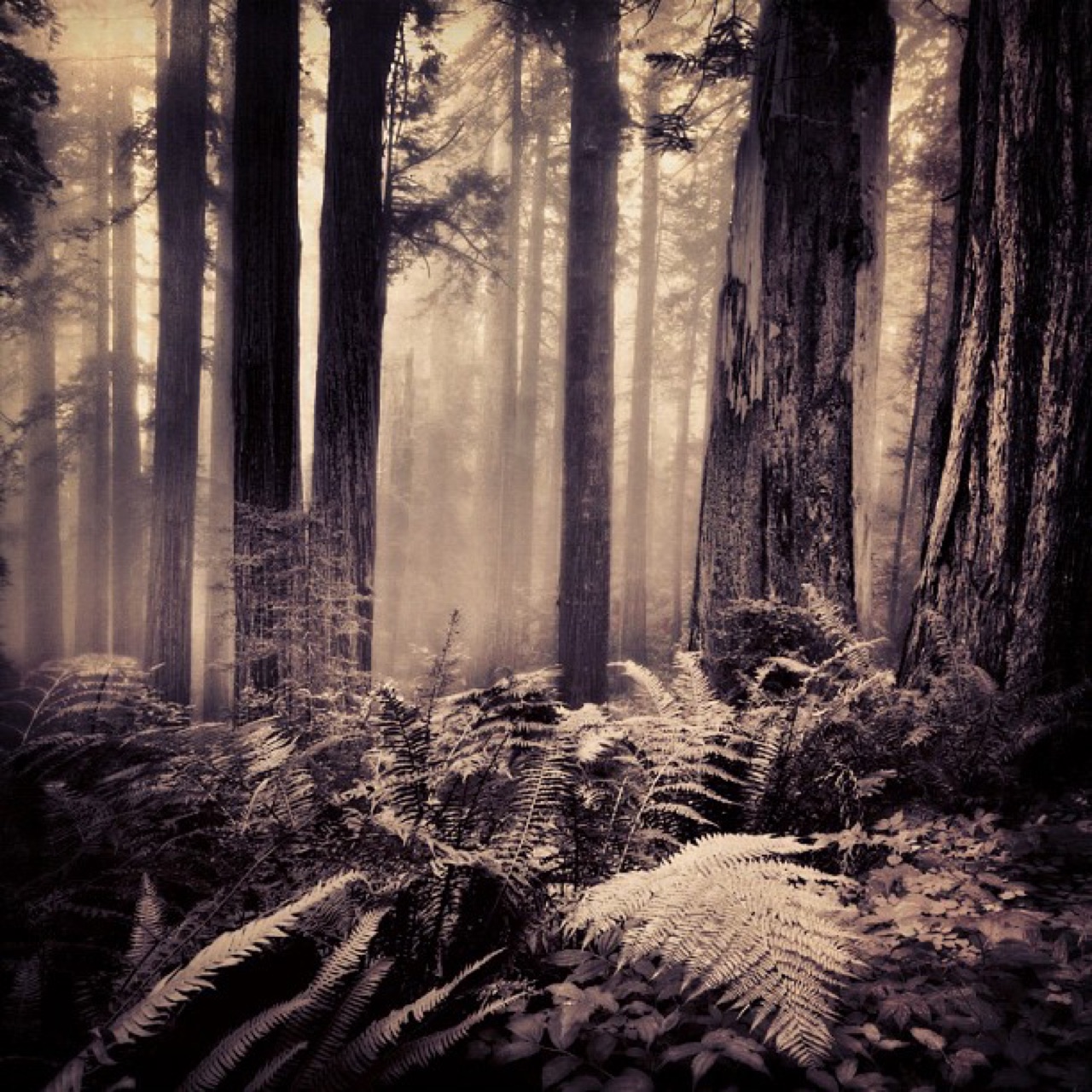 Ferns and fog under tall conifers