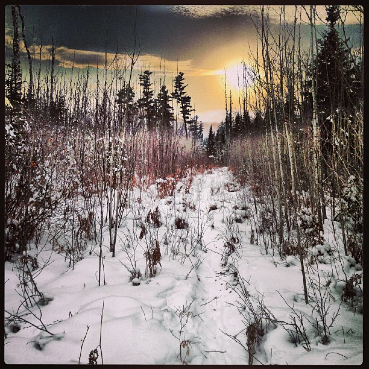 Snowshoeing on the Canadian borderlands