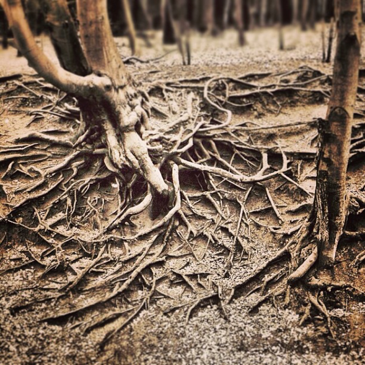 Some great old gnarly roots by the river of the Holy Cross.