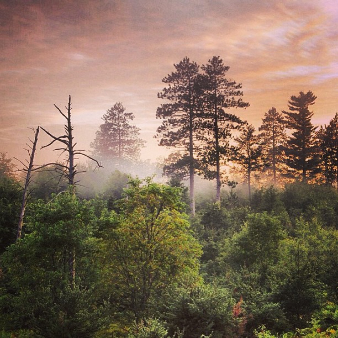 Morning fog rising through the pines