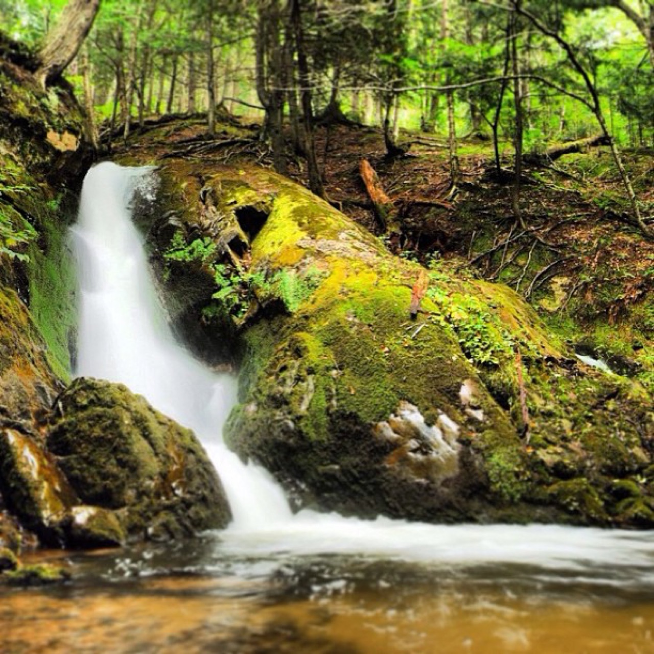 Small falls over mossy boulders
