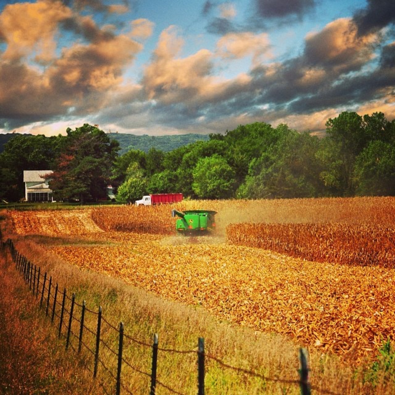 Combine working the corn at evening