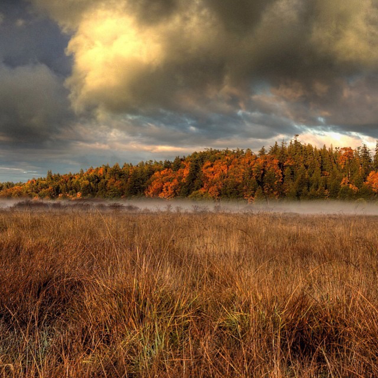 Fog settling over an autumn sedge meadow
