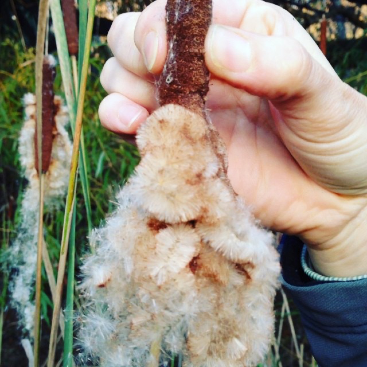 Cattail bursting into seed fluff