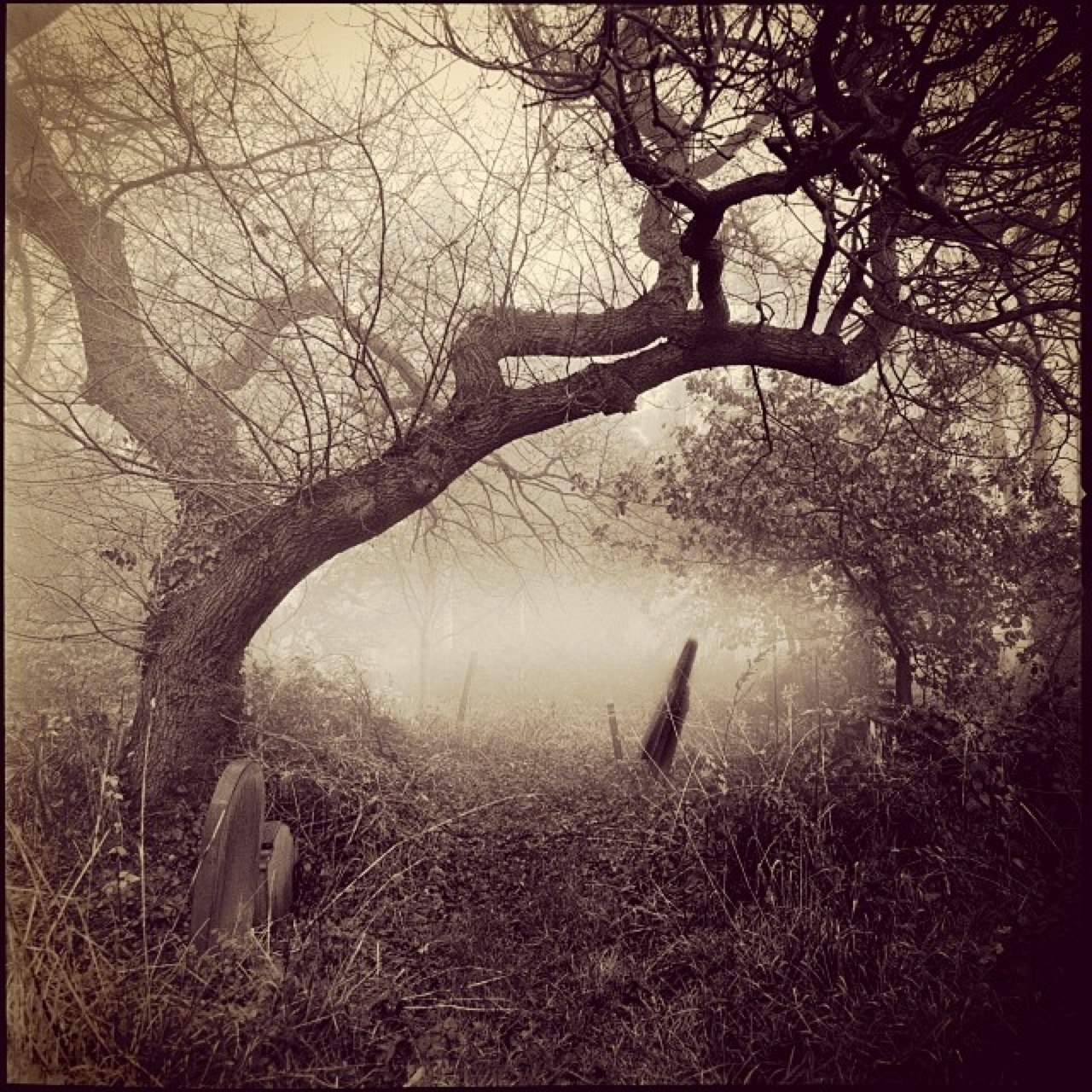 A quiet grave stone lurking along the misty kettle moraine in November.