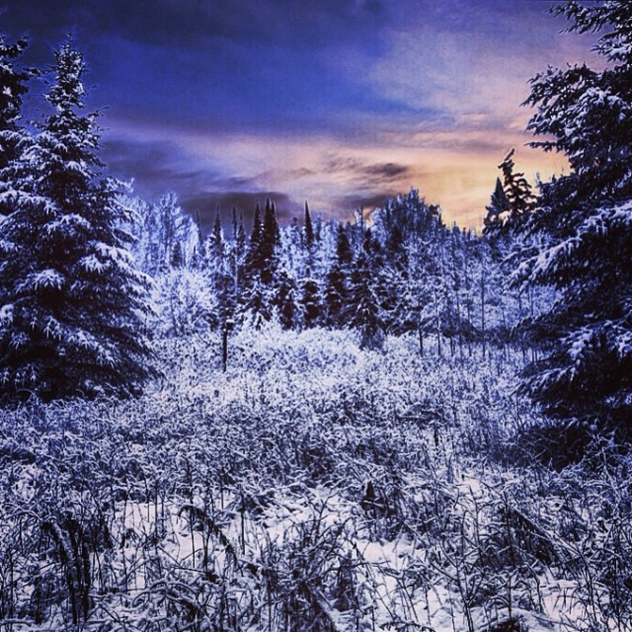 Fresh snow weighing down the spruces