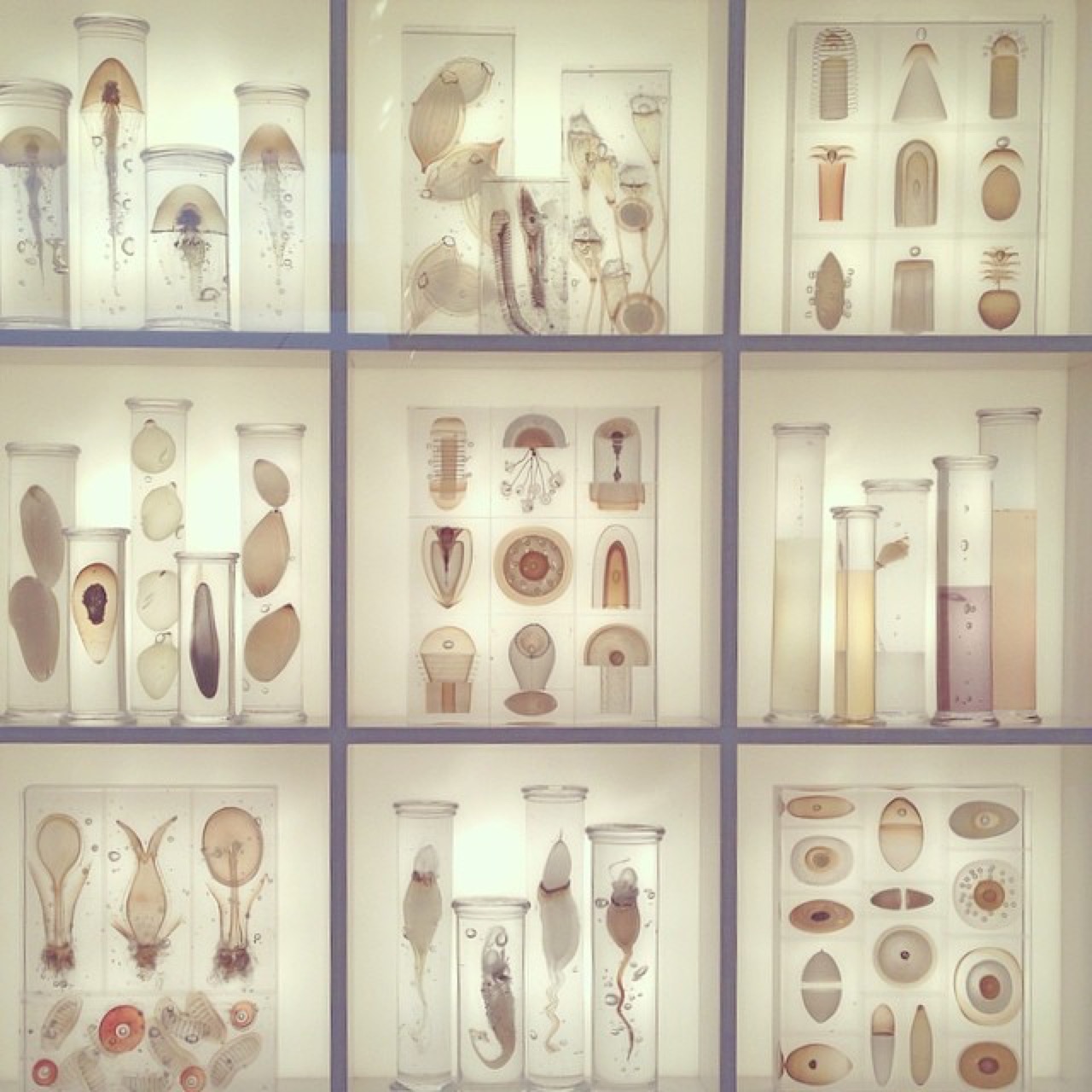 Backlit specimen jars on museum shelves