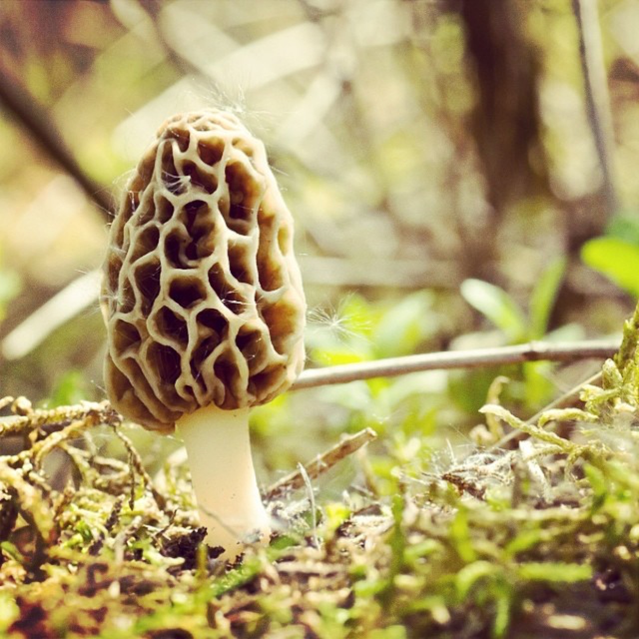 Lone mysterious #morel