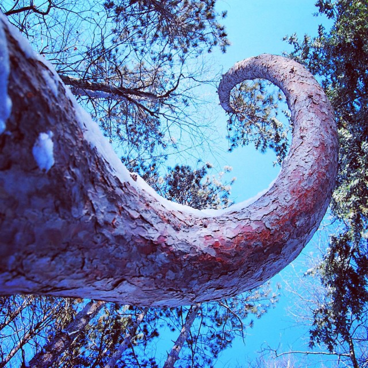 Midwinter provides chances for neglected views like this curly cedar.