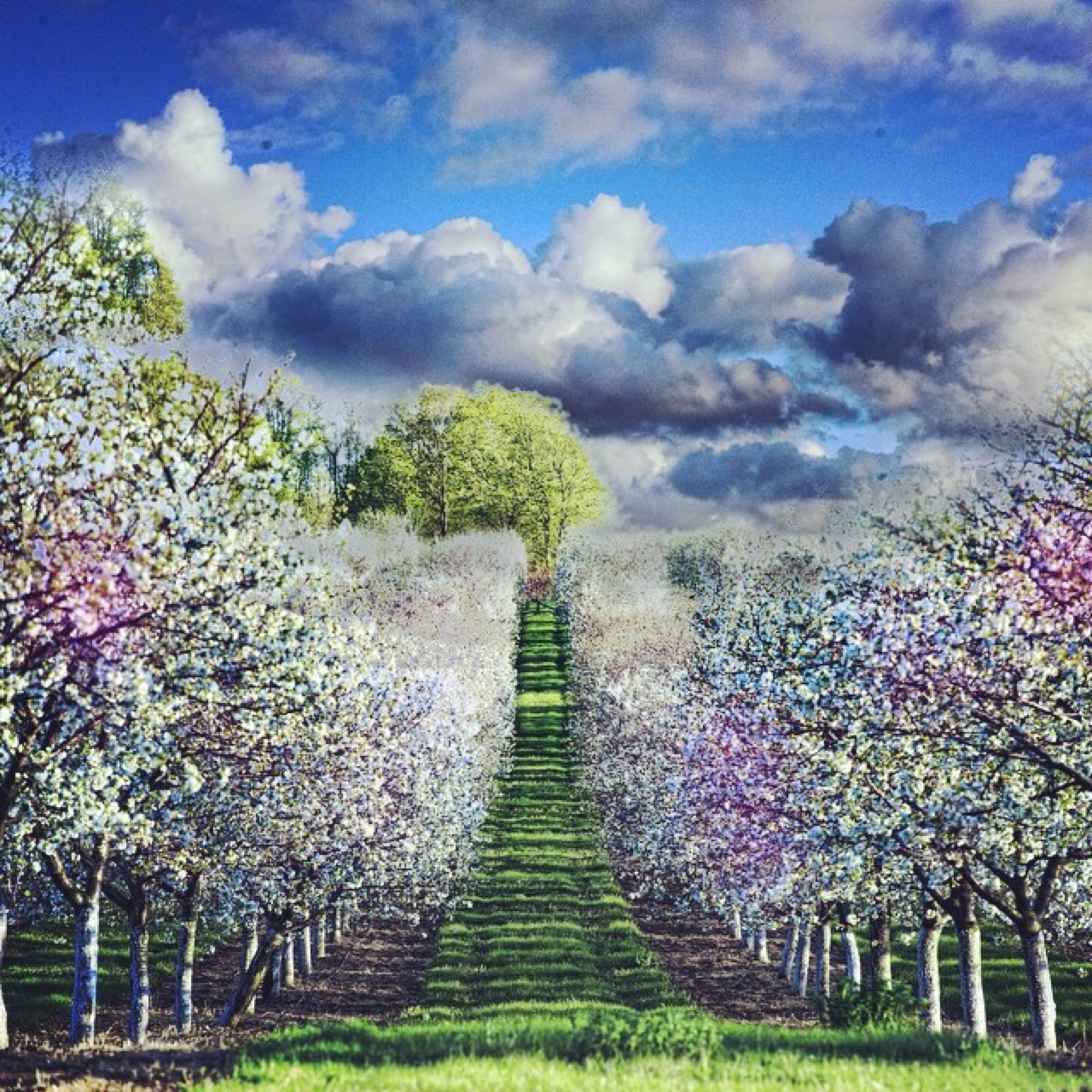 Cherry blossoms in northern Door County.