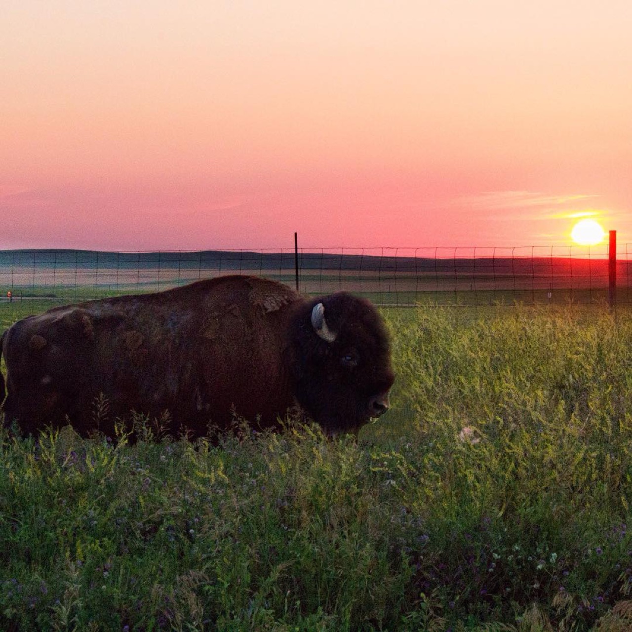 Good morning tatanka