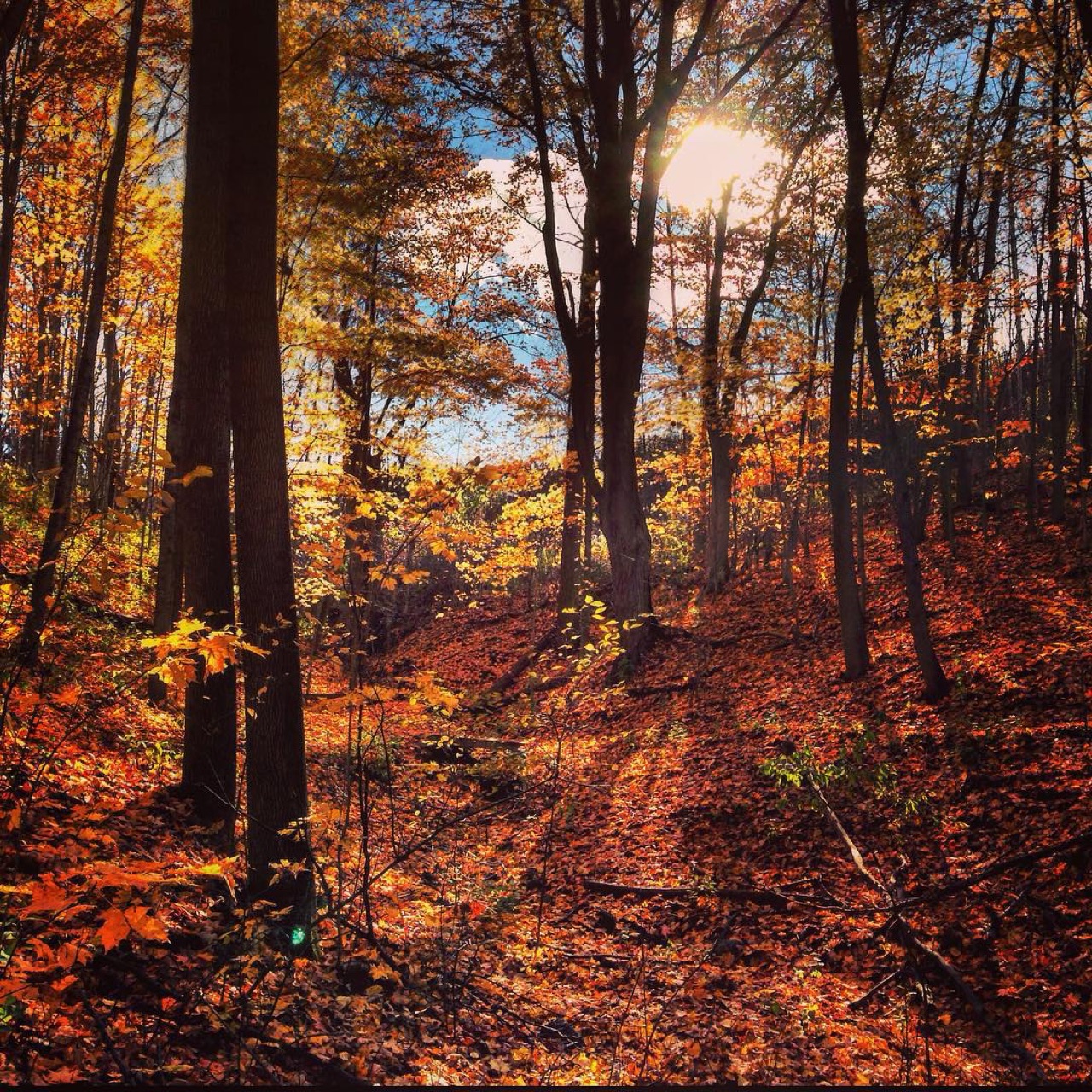 One of my favorite walks in the fall.