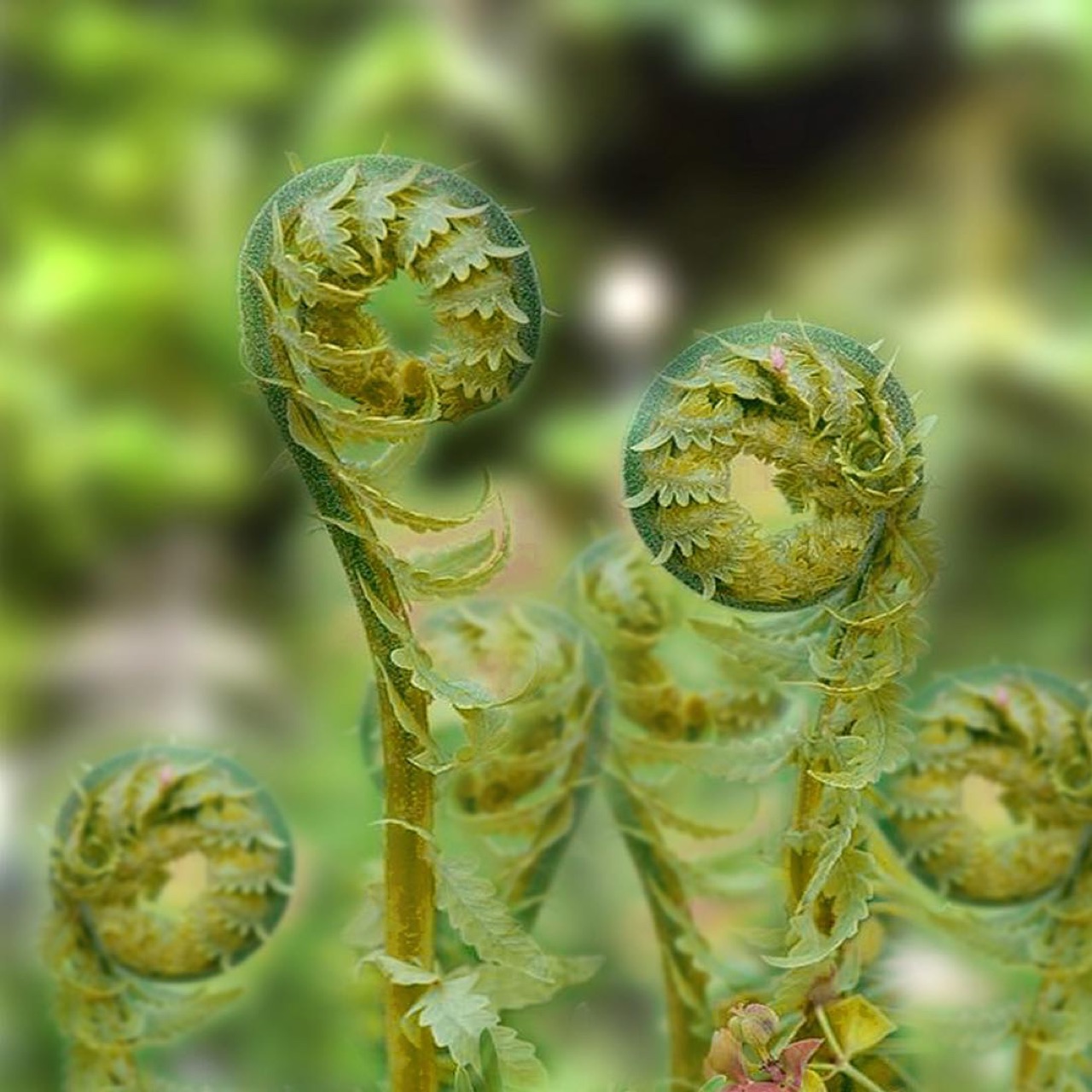 The fiddlehead ferns are out.