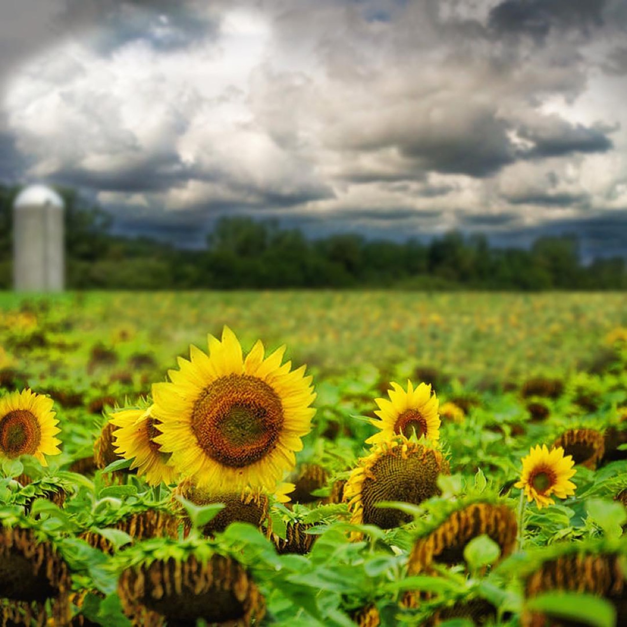 These guys are looking for sun but they don't see the storm behind them.
