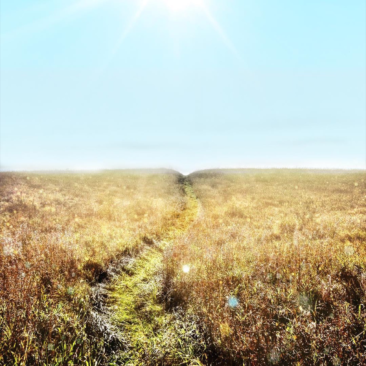 Many trails just down the coast full of monarch butterflies feasting on…