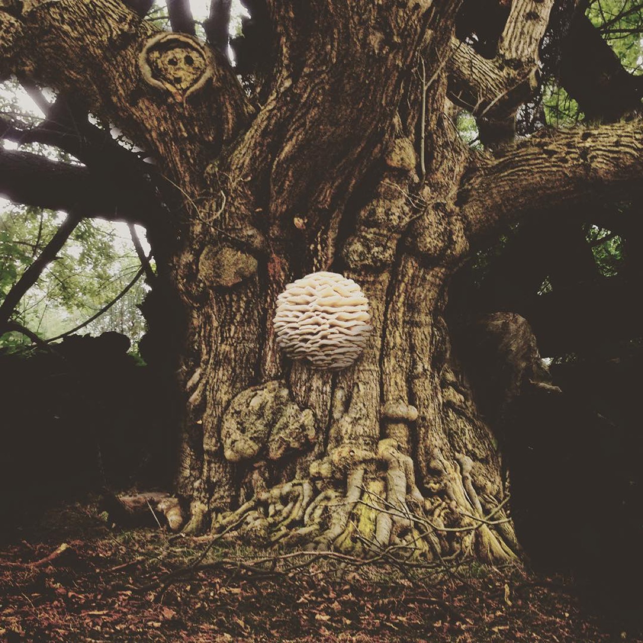 I came to the the center of the forest and found the brain tree.