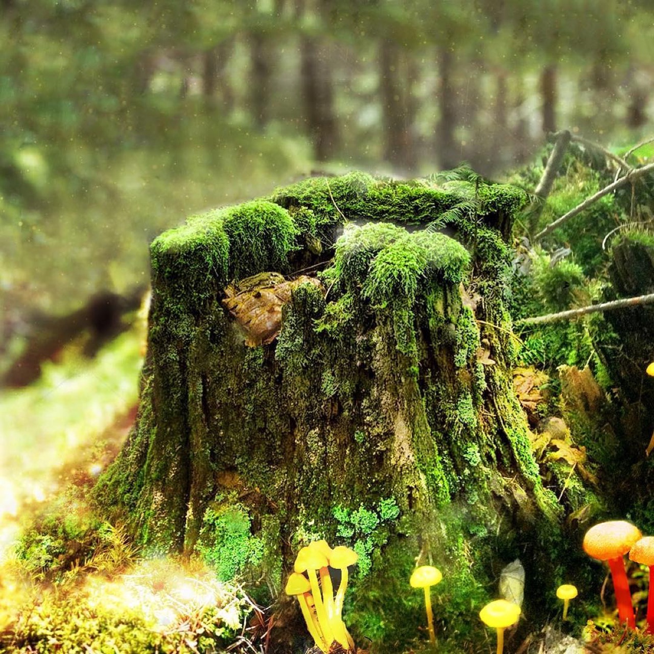 Enchanted Mushroom kingdom