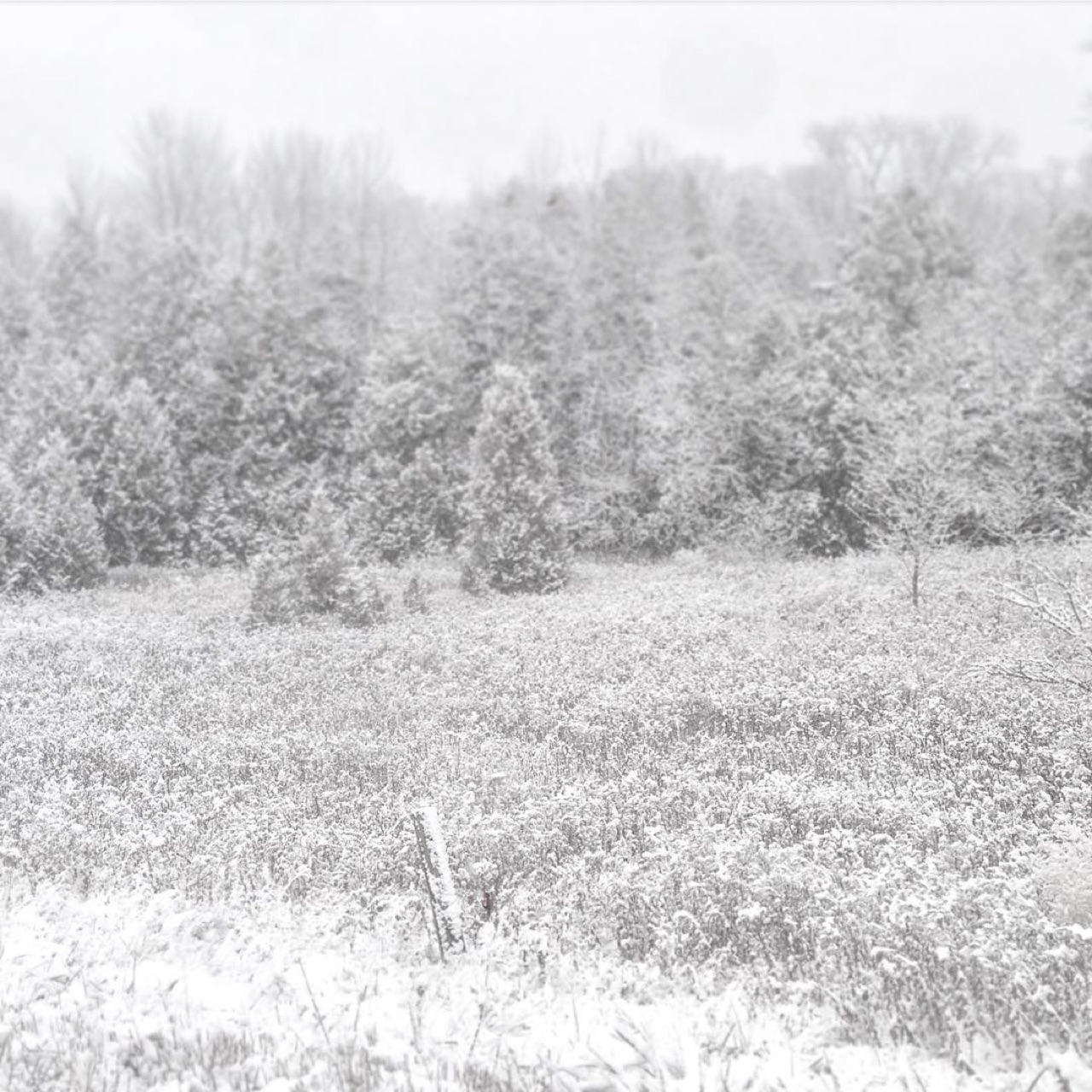 First real snow of the season in Algoma #firstsnow #algoma #algomawi