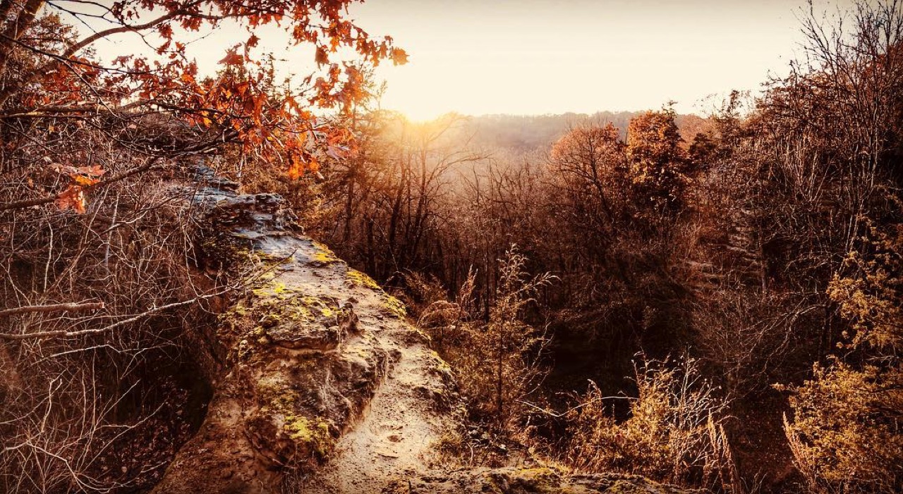 Mossy sandstone ledge above bare woods