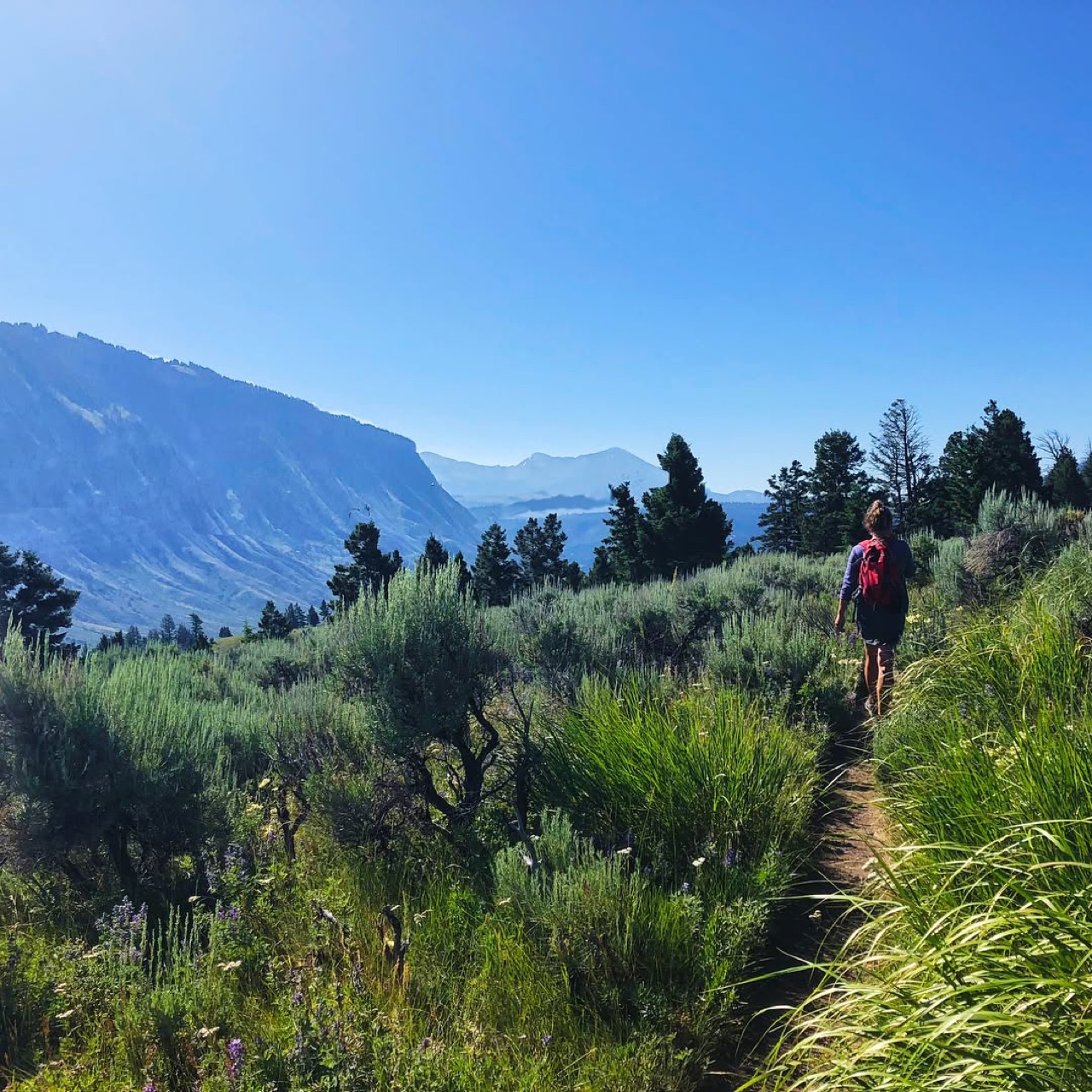 We woke up early to wolves howling across the Yellowstone River and…