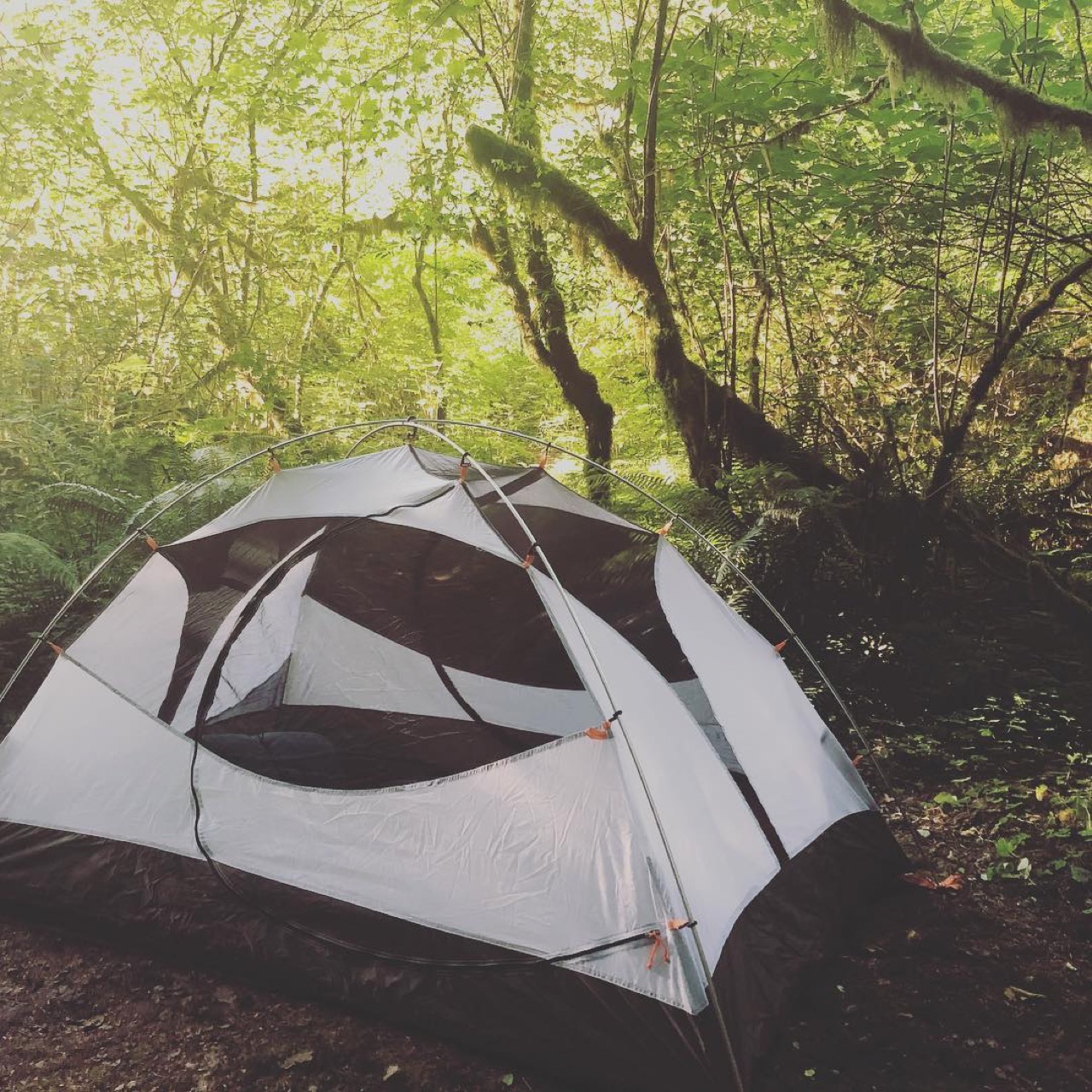 Found a perfect campsite in a rain forest.